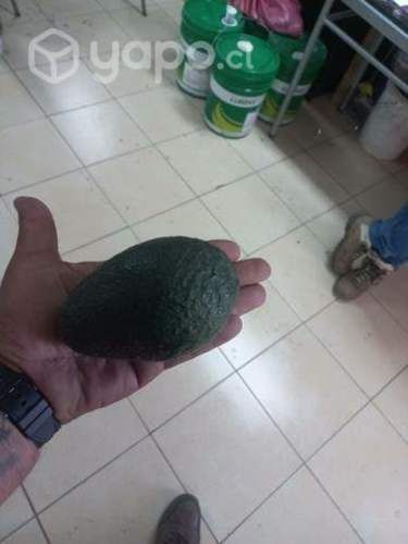 Paltas hass chilenas