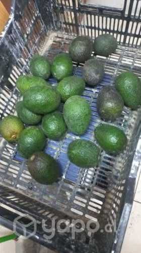 Paltas hass chilenas