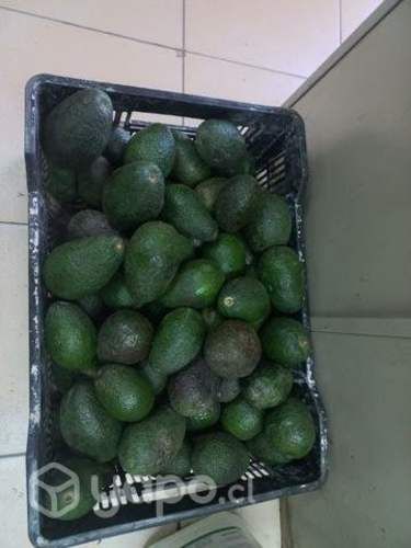 Paltas hass chilenas