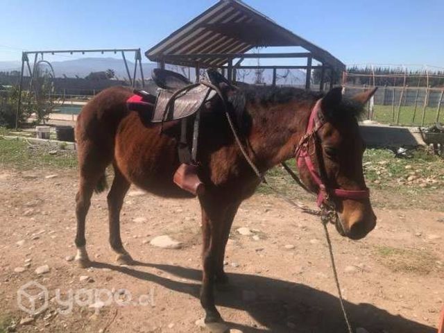 Montura nueva con yegua