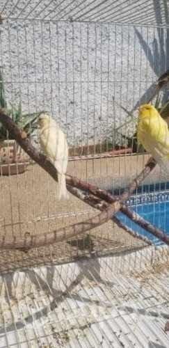 Jaula grande de pájaros