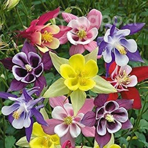 18 sobres de semillas de Flores Bellos Jardines