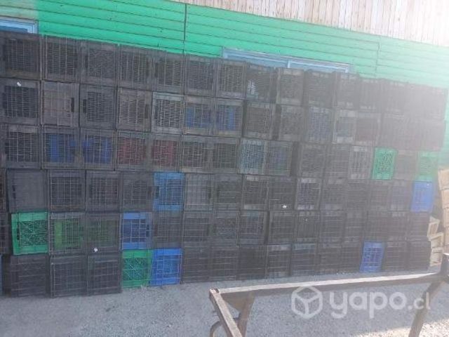 paltas y cajas plásticas cosecheras