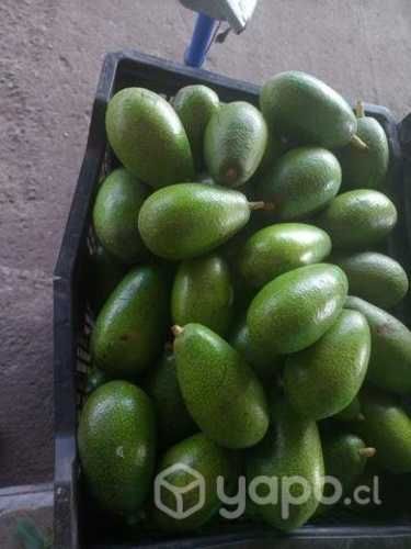 paltas y cajas plásticas cosecheras