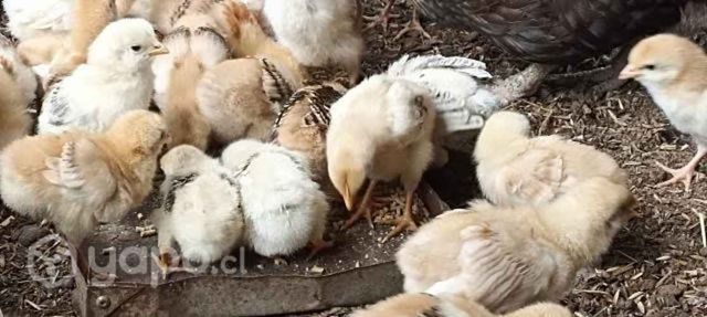 Pollitos 1 mes medio