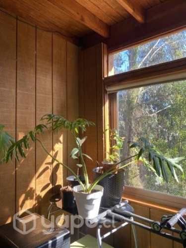 Plantas de interior xl