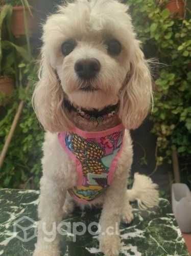 Pechera con mochila ajustable desde S a XXXL