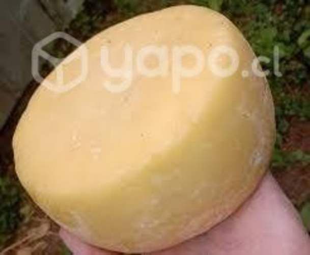 Queso mantecoso de campo para negocio