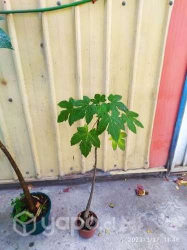 Arbolitos de Papayos