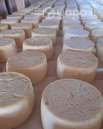 Queso de campo mantecoso formato de 1/2 kilo