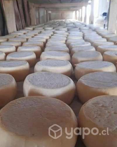 Queso de campo mantecoso formato de 1/2 kilo