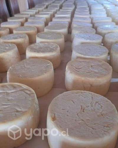 Queso de campo mantecoso formato de 1/2 kilo
