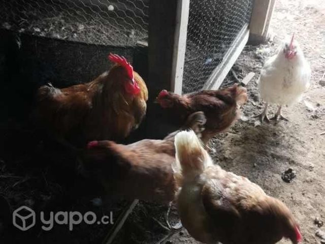 Gallinas pollitas gallitos kike