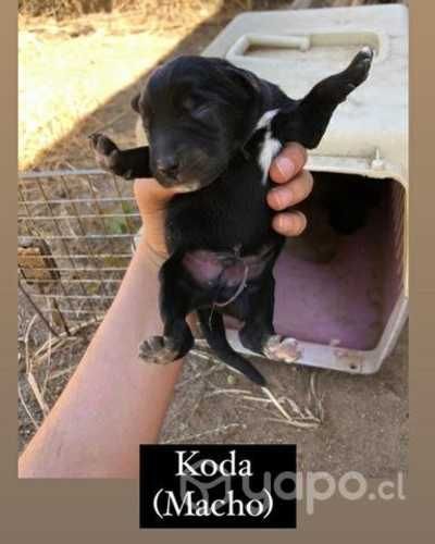Cachorros en adopcion