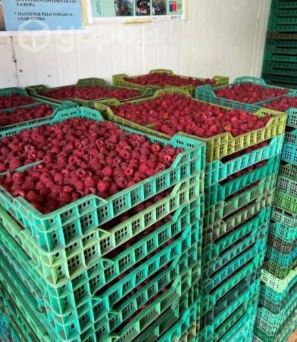 Frambuesa Congelada y Envasada