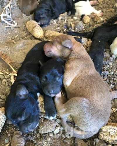 Cachorros en adopcion