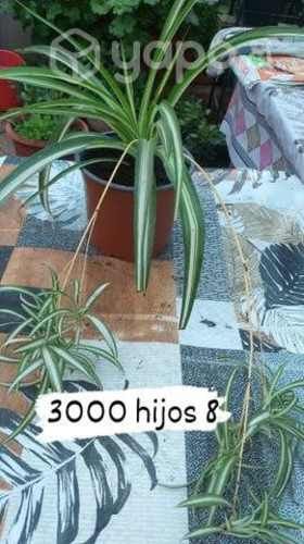 Plantas mala madre muchas desde 1000 sin hijos