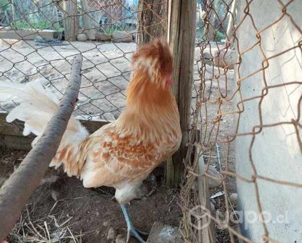 Gallito joven paduano gallo de 1 año