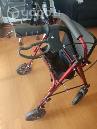 Burro andador adulto