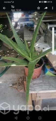 Aloe Verá