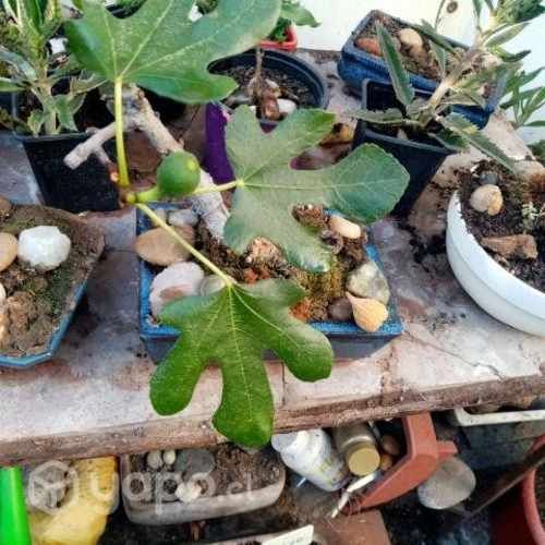 Bonsai de Higueran dando frutos