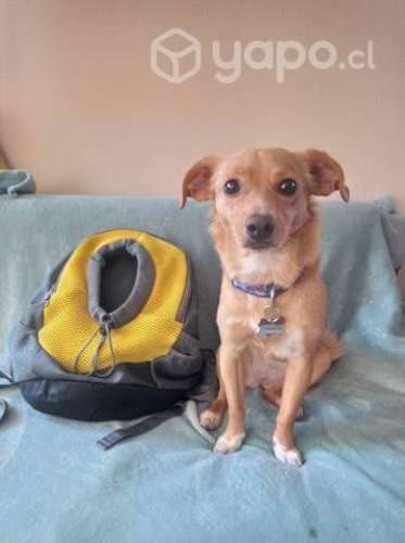 Mochila Mediana De Transporte Para Perros O Gatos