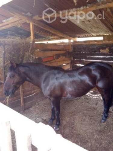 Llegua inscrita chilena