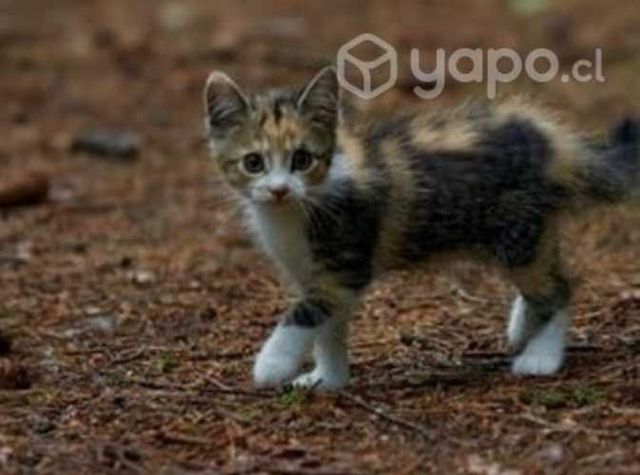 Gatitos en adopción