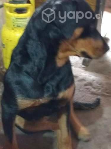 Busca pololo rootwailer