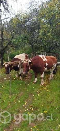 Bueyes nuevos