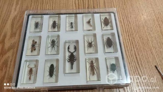 Colección de Bichos