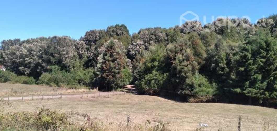 Miel de ulmo 100% natural