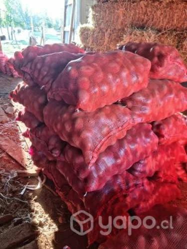 Semilla papas patagonia