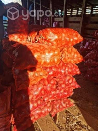 Semilla papas patagonia