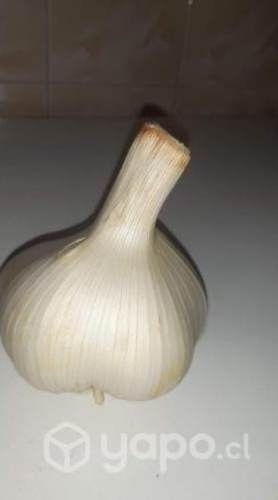 Ajo chilote