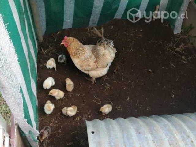 Gallina con pollitos