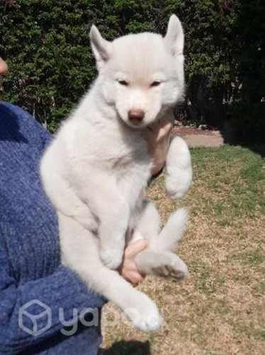 Siberianos Cachorros