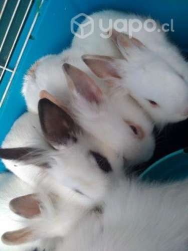 Conejos