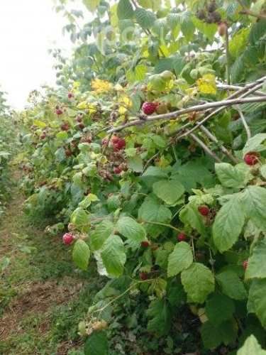 Frambuesas frescas o congeladas