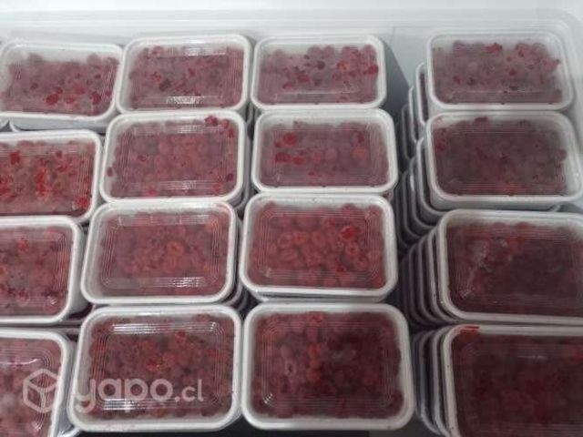 Frambuesas frescas o congeladas