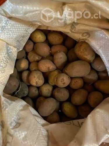 Semillas de papas