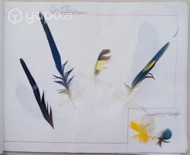 Muestrario De Plumas De 20 Aves Trabajo Escolar