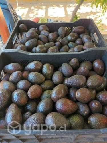 Palta hass chilena segunda