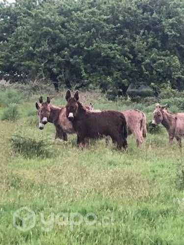 Burros para parcela