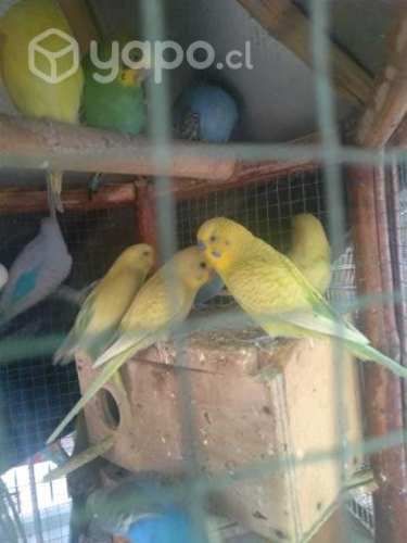 Catitas australianas