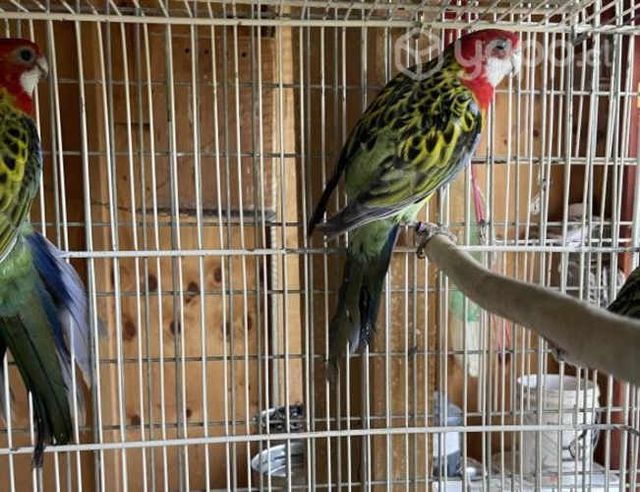 Rosella eximius con documentación sag