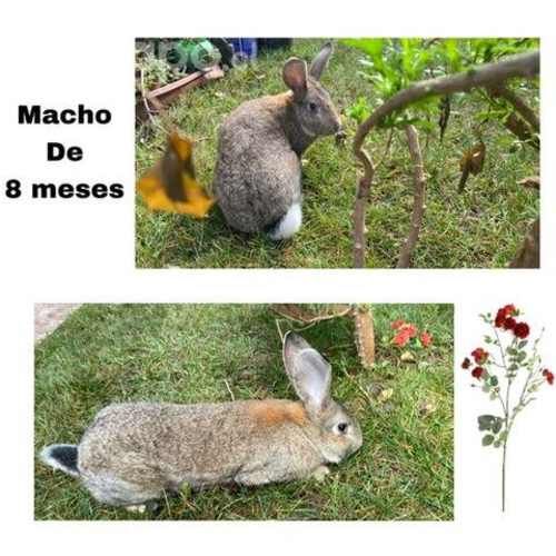 Pareja de conejos de raza gigantes de Flandes