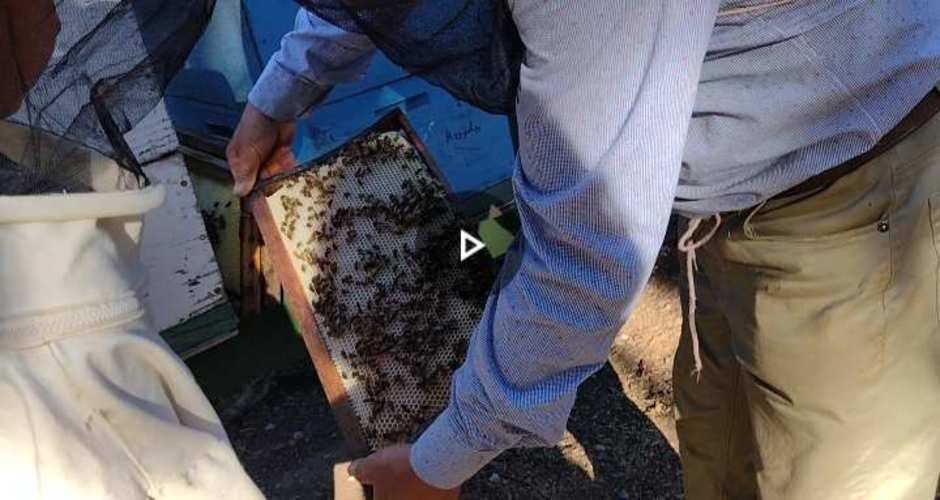 5 Sachet de Miel Pura De Abejas Multiflora directo  Del Panal