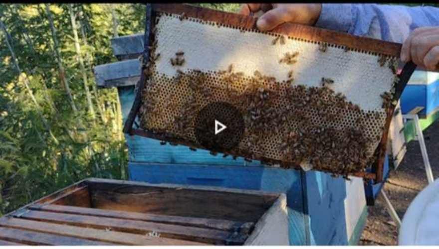 5 Sachet de Miel Pura De Abejas Multiflora directo  Del Panal