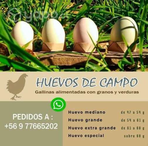 Huevos de Campo